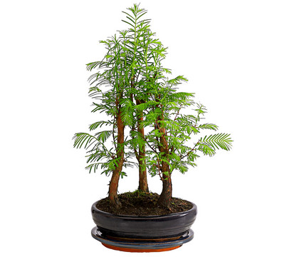 Outdoor-Bonsai Urweltmammutbaum - Metasequoia glyptostroboides