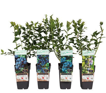 Pflanzenset 'Blaubeer-Beauty', Heidelbeer-Mix, 4-teilig