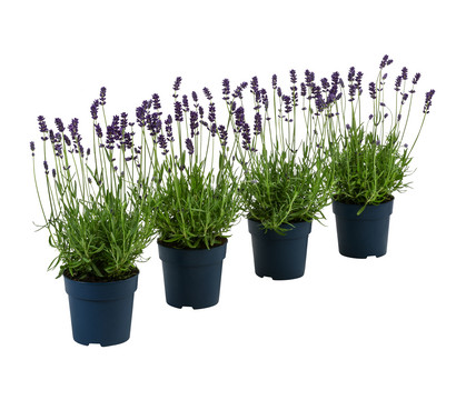 Pflanzenset Duft-Lavendel 'Felice', 4-teilig
