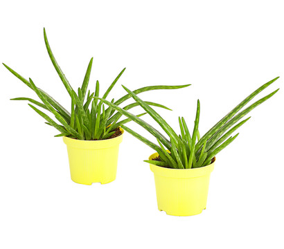 Pflanzenset Echte Aloe - Aloe vera, 2-teilig