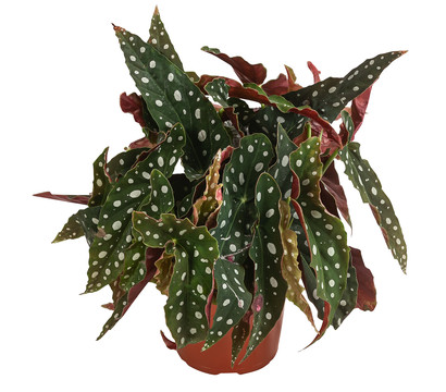 Polka-Dot Begonie - Begonia maculata