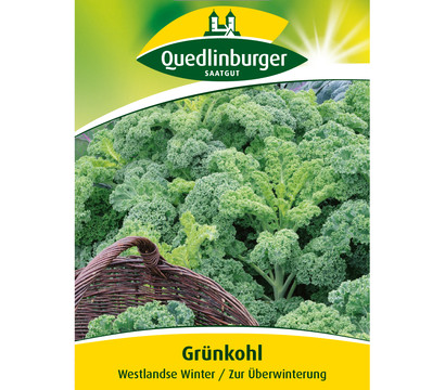 Quedlinburger Samen Grünkohl 'Westlandse Winter'