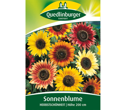 Quedlinburger Samen Sonnenblume 'Herbstschönheit'
