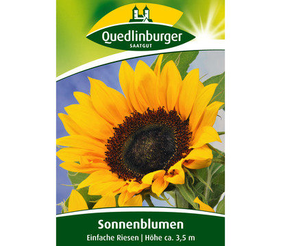 Quedlinburger Samen Sonnenblumen 'Einfache Riesen'