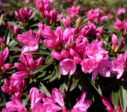 Rhododendron 'Graziella'