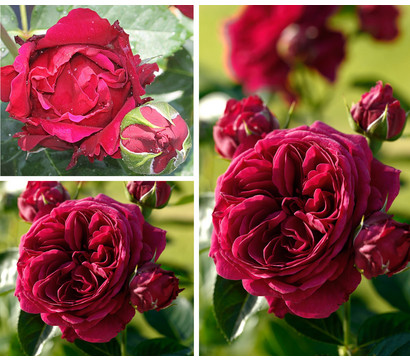 Rosenset Gartenliebe, 3-teilig