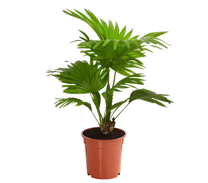 Rundblättrige Schirmpalme - Livistona rotundifolia