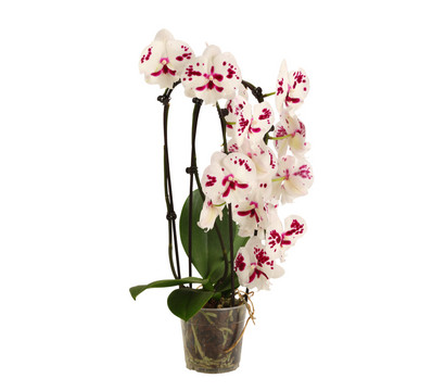 Schmetterlingsorchidee - Phalaenopsis cultivars 'Big Lip', Kaskade