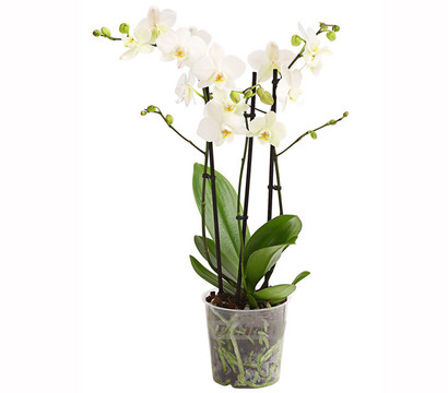 Schmetterlingsorchidee - Phalaenopsis cultivars 'Multiflora'