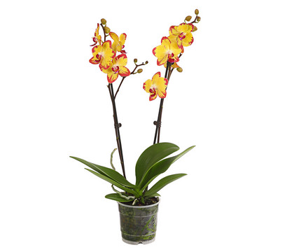 Schmetterlingsorchidee - Phalaenopsis cultivars, Sonderfarben