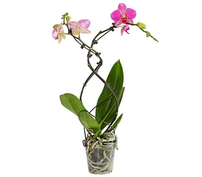 Schmetterlingsorchidee - Phalaenopsis cultivars 'Twister'