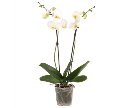 Schmetterlingsorchidee - Phalaenopsis cultivars