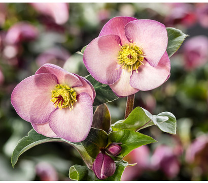 Schneerose 'Ice 'n' Roses® Early Rose' - Helleborus Gold Collection®