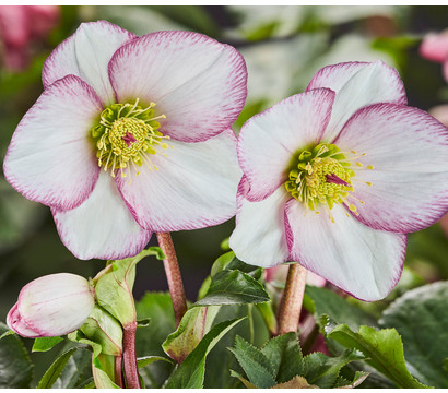 Schneerose 'Ice N' Roses® Picotee' - Helleborus Gold Collection®