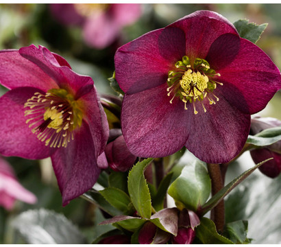Schneerose 'Ice N' Roses® Red' - Helleborus Gold Collection®