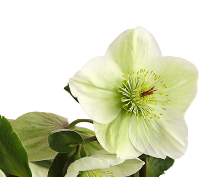 Schneerose 'Ice 'n' Roses® White' - Helleborus Gold Collection®