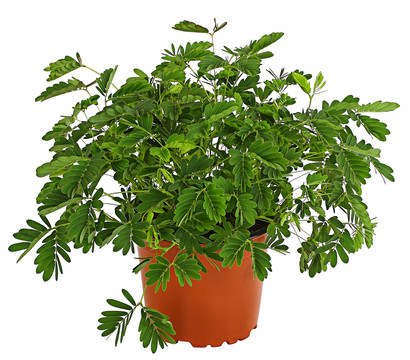 Sinnpflanze - Mimosa pudica