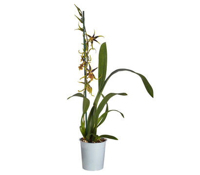 Spinnenorchidee - Brassia 'Mystic'