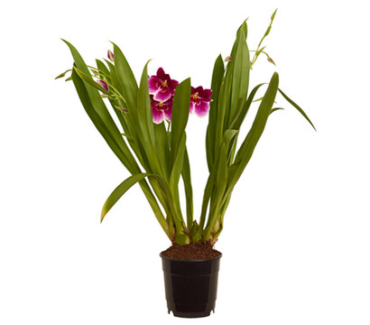 Stiefmütterchenorchidee - Miltonia hybride