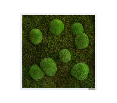 styleGREEN Bild aus Wald- und Kugelmoos, quadratisch, ca. B55/H55/T6 cm