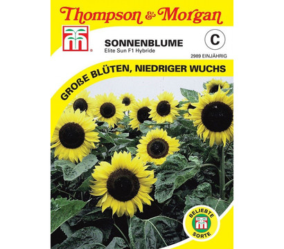 Thompson & Morgan Samen Sonnenblume 'Elite Sun'