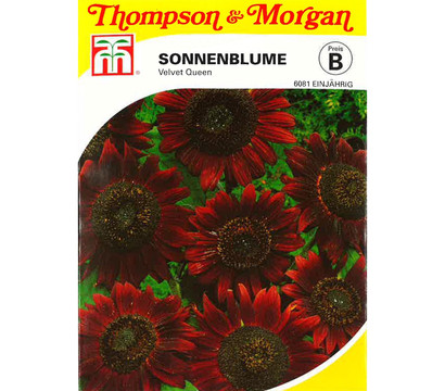 Thompson & Morgan Samen Sonnenblume 'Velvet Queen'