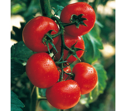 Tomatenpflanzen harzfeuer - Vertrauen Sie dem Favoriten der Experten