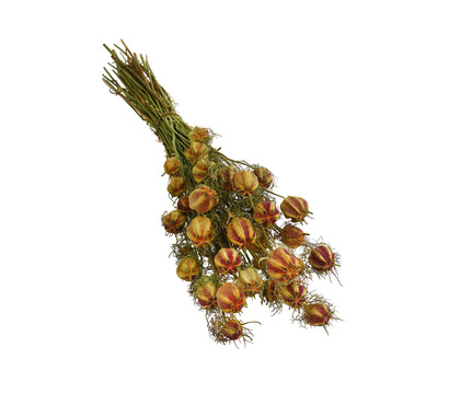 Trockenblumenbund Nigella mit Fruchtstand