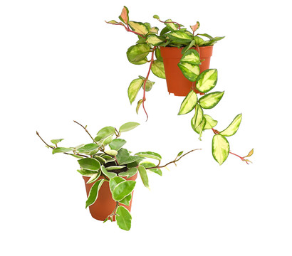 Wachsblume - Hoya carnosa variegata