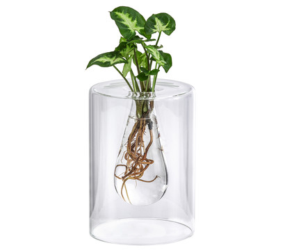 Waterplant Purpurtute im Glas - Syngonium podophyllum 'Arrow', ca. 30 cm