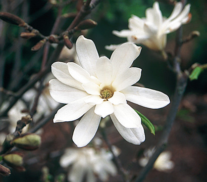 Weiße Stern-Magnolie