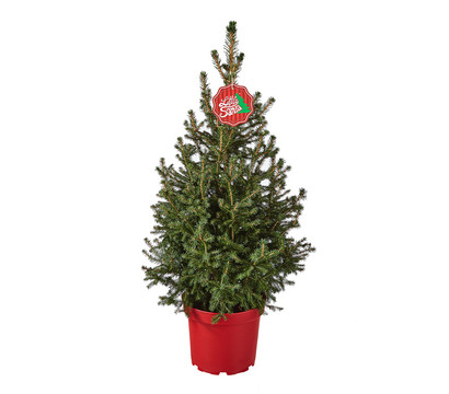 Weihnachtsbaum - Zwerg-Fichte 'Little Santa'®