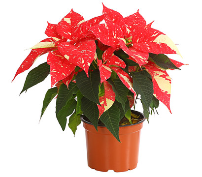 Weihnachtsstern - Euphorbia pulcherrima 'Primero Glitter'