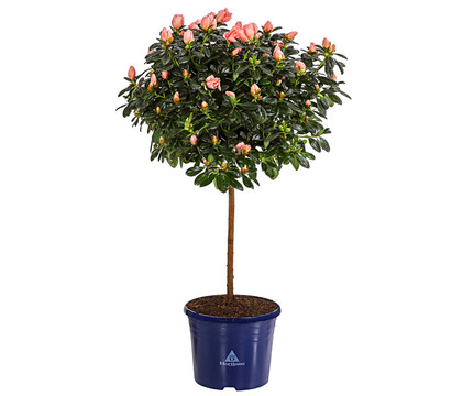 Zimmerazalee - Rhododendron simsii 'Christine®', rosa, Stämmchen