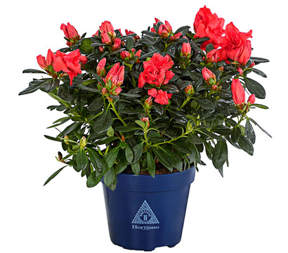 Zimmerazalee - Rhododendron simsii 'Sienna®'