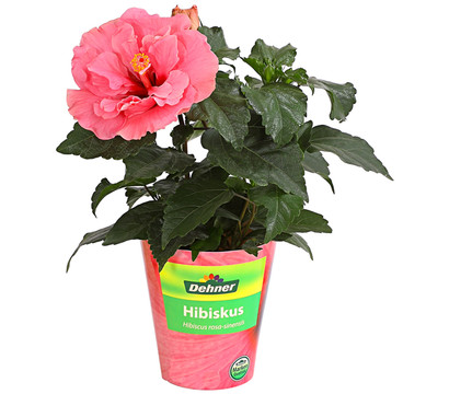 Zimmerhibiskus - Hibiscus rosa-sinensis, gefüllt