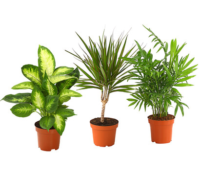 Zimmerpflanzen-Set Grünpflanzen, 3-teilig