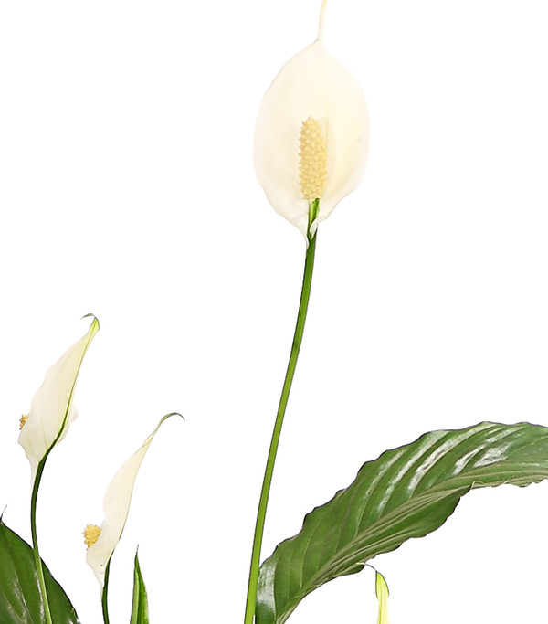 Air So Pure® Einblatt - Spathiphyllum wallisii 'Chico'