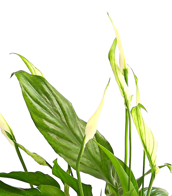 Air So Pure® Midi Einblatt - Spathiphyllum wallisii