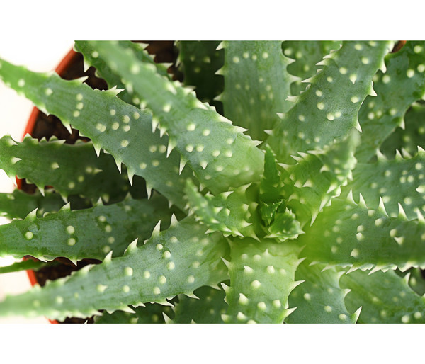 Aloe - Aloe humilis