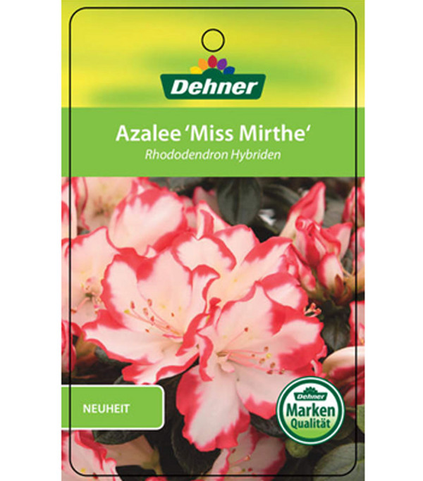 Azalee 'Miss Mirthe'