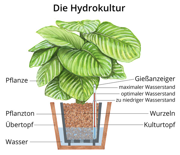 Baumfreund - Philodendron scandens, Hydrokultur