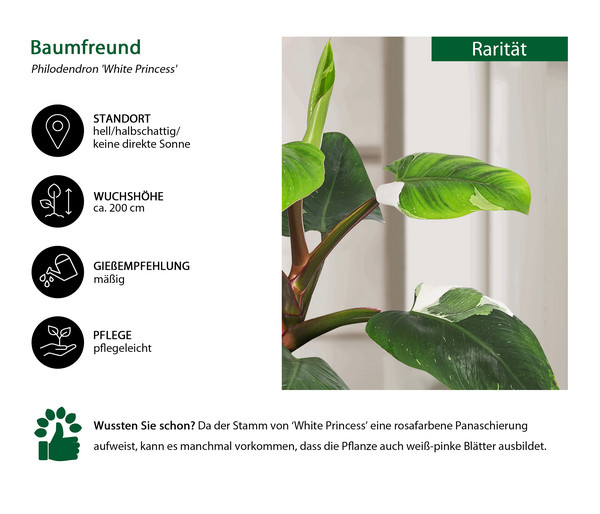 Baumfreund - Philodendron 'White Princess'