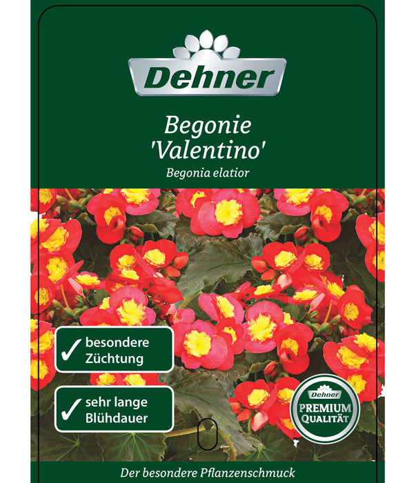 Begonie - Begonia 'Valentino'