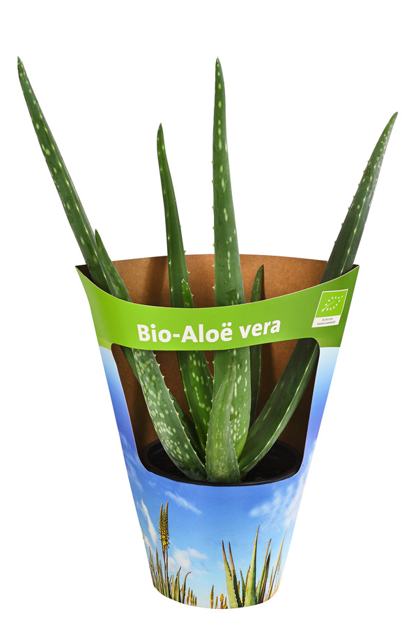 Bio Echte Aloe - Aloe vera