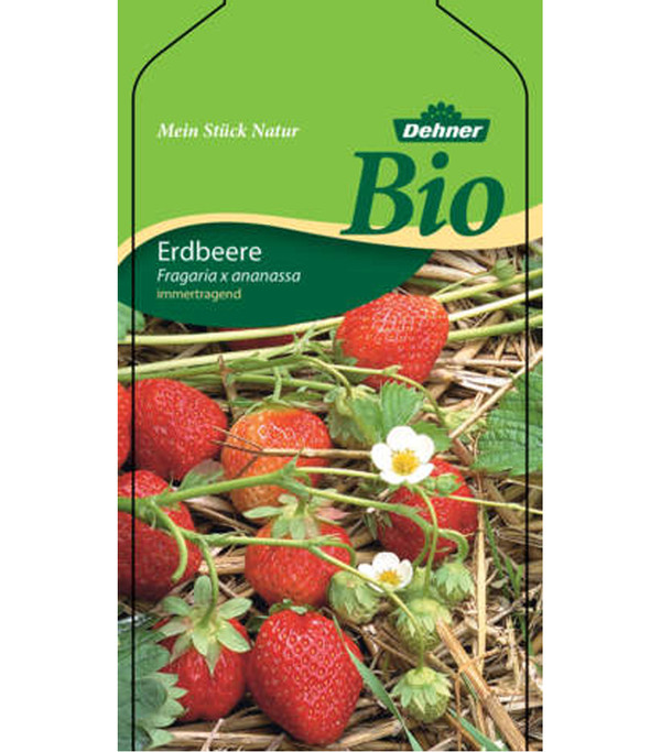 Bio Erdbeere, immertragend, 6er-Schale
