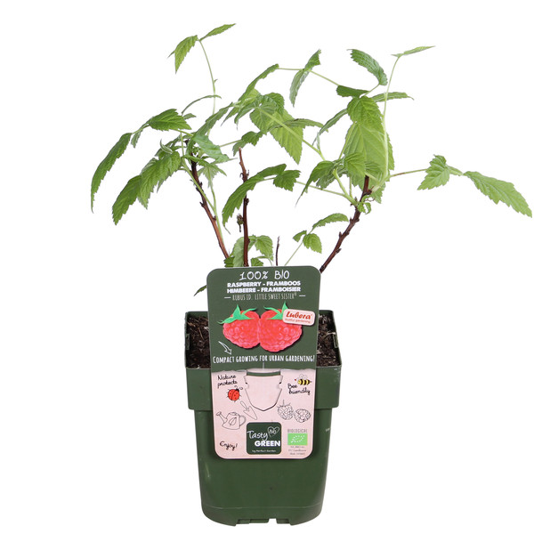 Bio Himbeere 'Lowberry® Little Sweet Sister®'