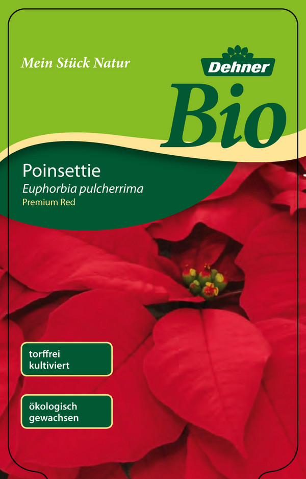 Bio Weihnachtsstern - Euphorbia pulcherrima