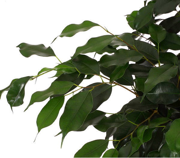 Birkenfeige - Ficus benjamina 'Danielle'