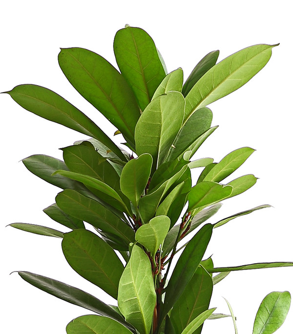 Birkenfeige - Ficus cyathistipula
